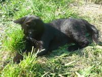 /album/fotogalerie/kocky-sw-17-jpg/